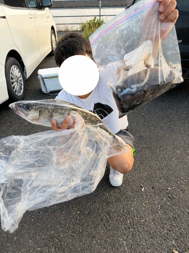 ヒラスズキの釣果