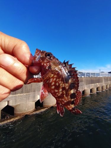 カサゴの釣果