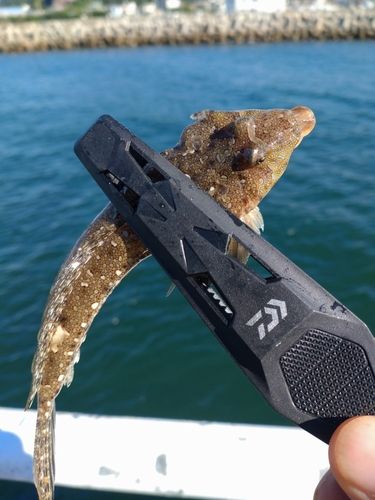 メゴチの釣果
