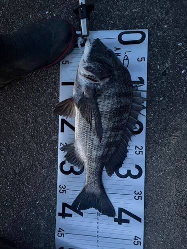 チヌの釣果