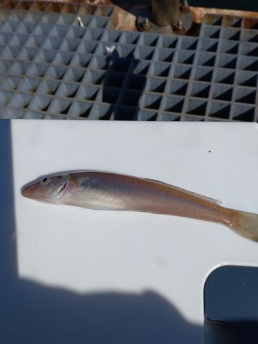 キスの釣果