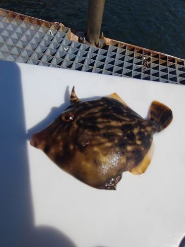 カワハギの釣果