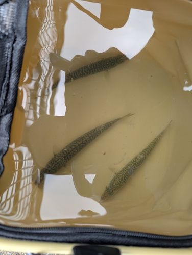 サバの釣果