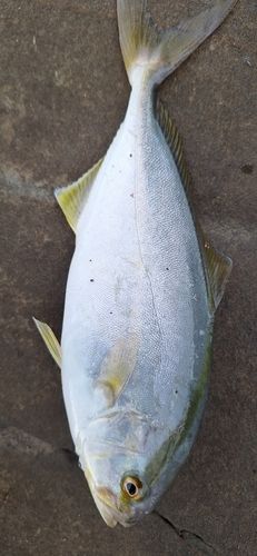 ネリゴの釣果