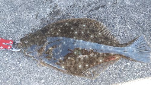 ヒラメの釣果