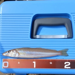シロギスの釣果