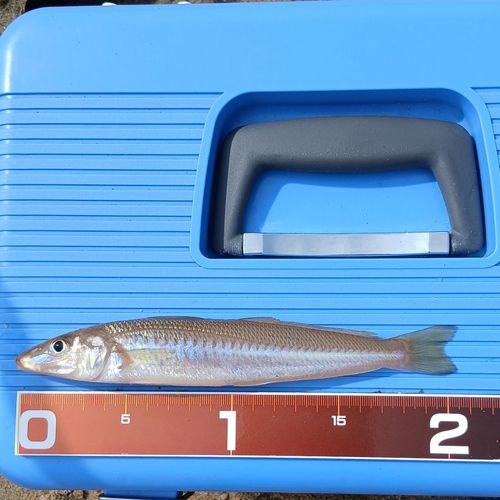 キスの釣果