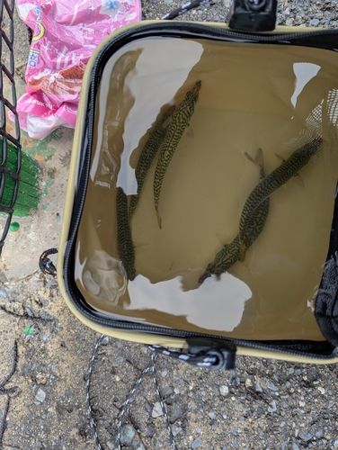 サバの釣果
