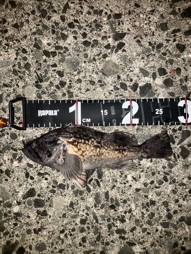 クロソイの釣果