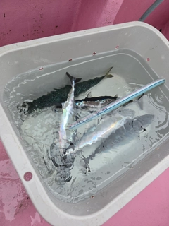 マルソウダの釣果