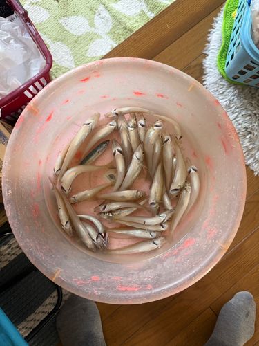 キスの釣果