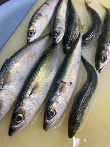 マサバの釣果