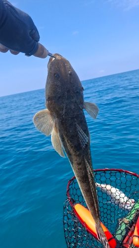 マゴチの釣果