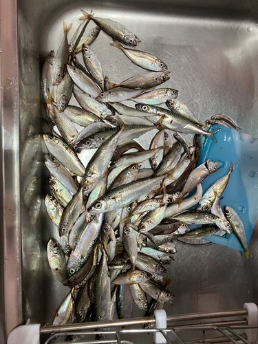 アジの釣果