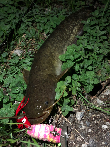 マナマズの釣果