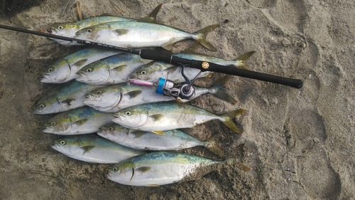 イナダの釣果