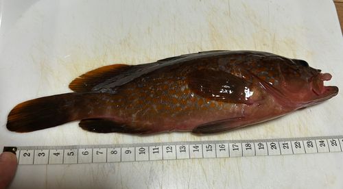 キジハタの釣果