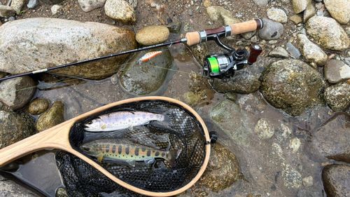 ヤマメの釣果