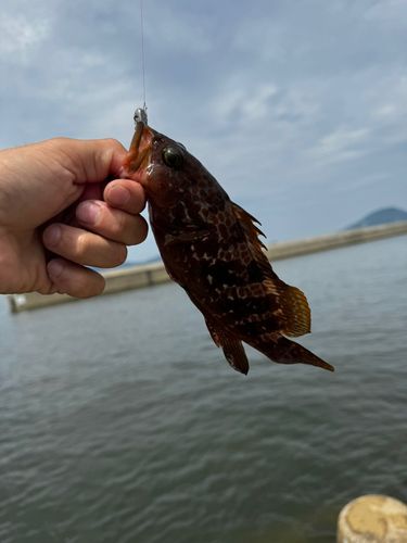 アラカブの釣果