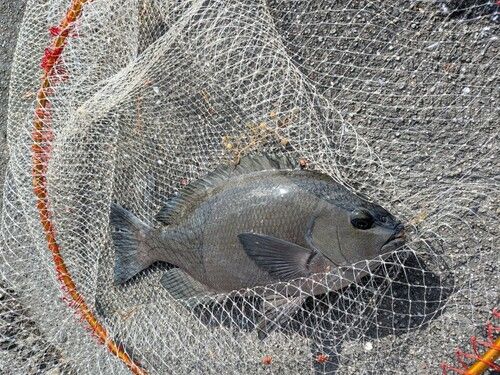クチブトグレの釣果