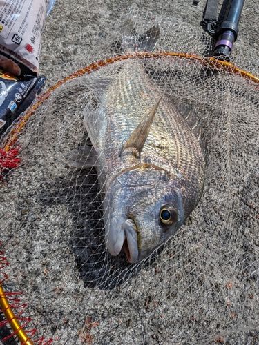 ヘダイの釣果