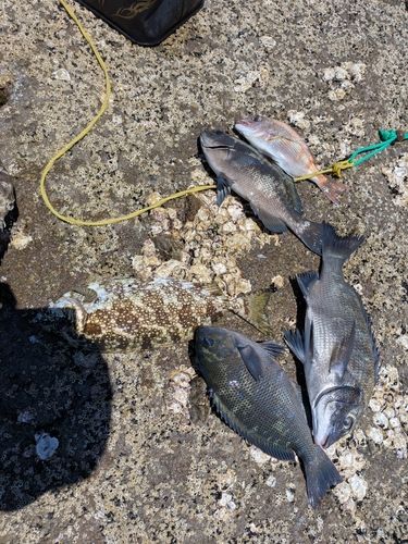 クチブトグレの釣果
