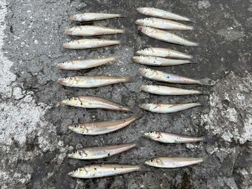 キスの釣果