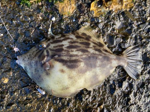 カワハギの釣果