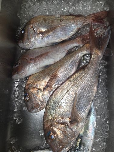 タイの釣果