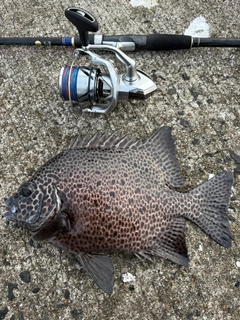 イシガキダイの釣果