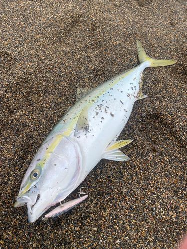 ブリの釣果