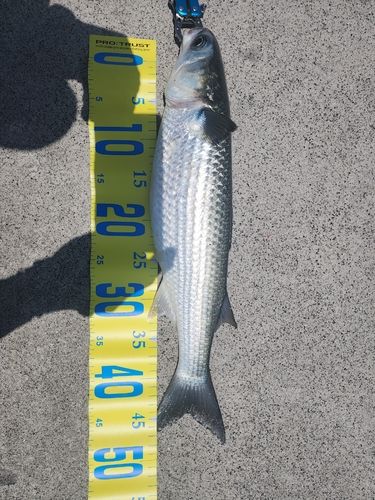ボラの釣果