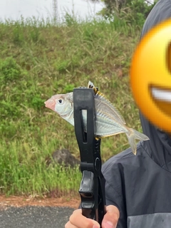 ヒイラギの釣果