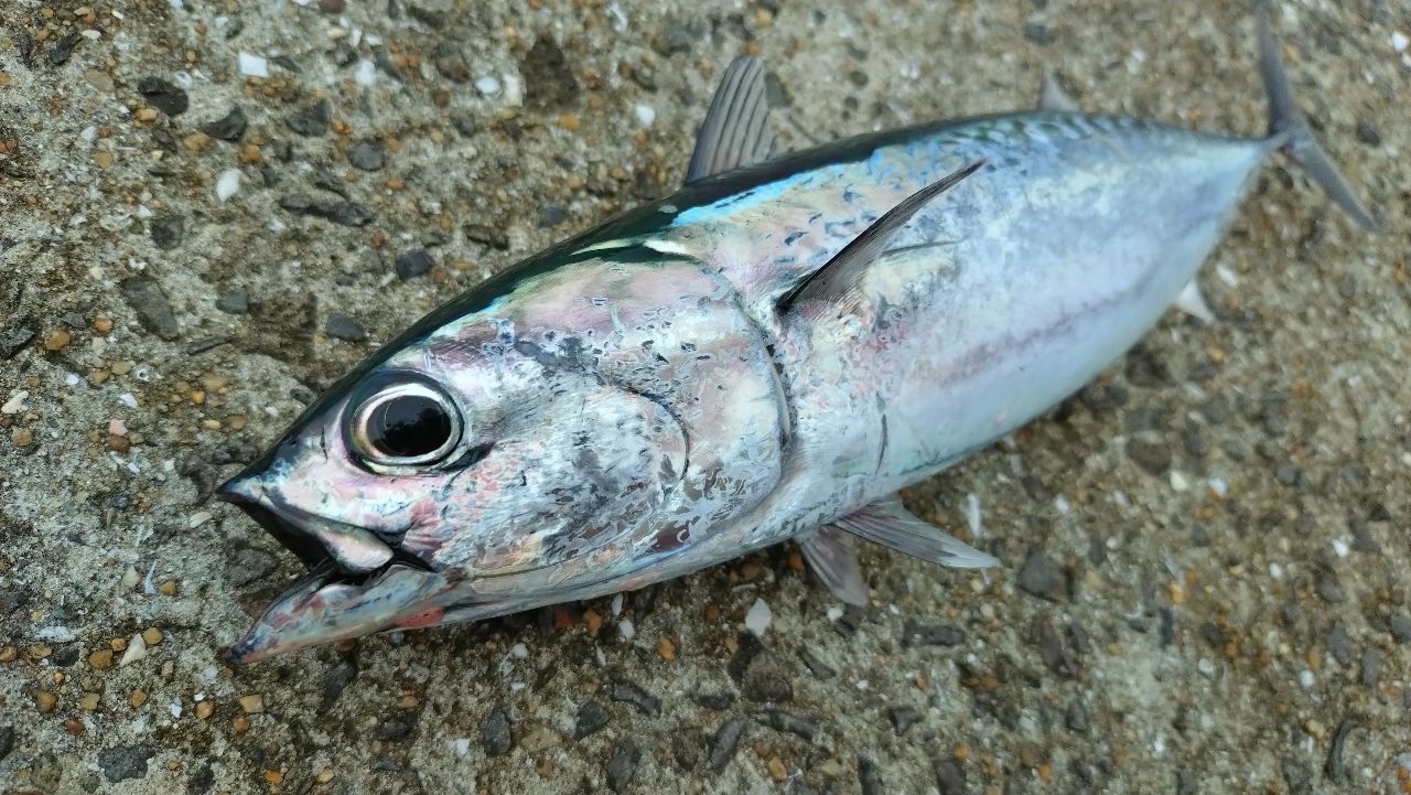 ソウダガツオの釣果写真