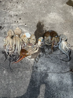 タコの釣果