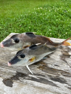 ギマの釣果