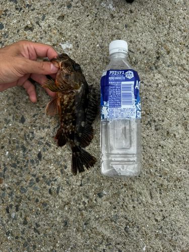 アラカブの釣果