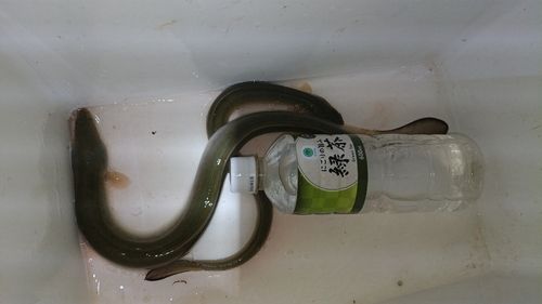 ウナギの釣果