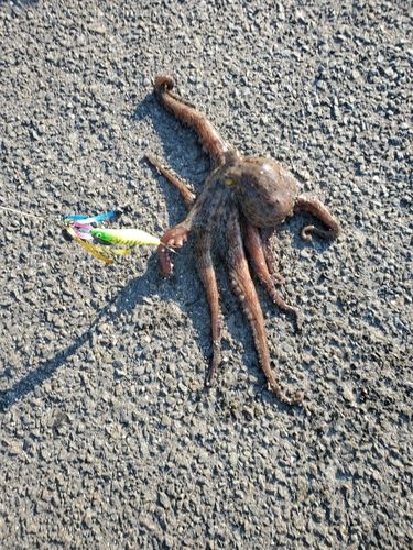 タコの釣果