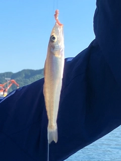キスの釣果
