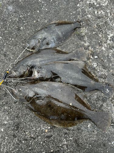ヒラメの釣果