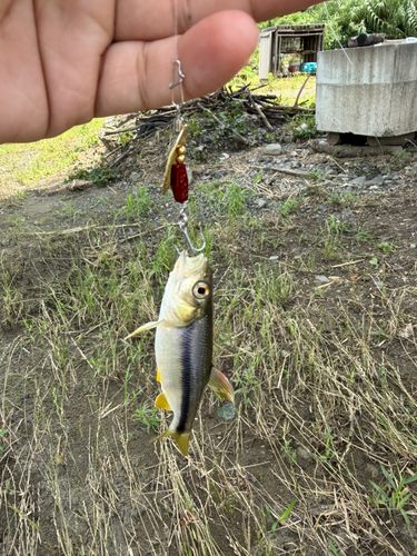 カワムツの釣果