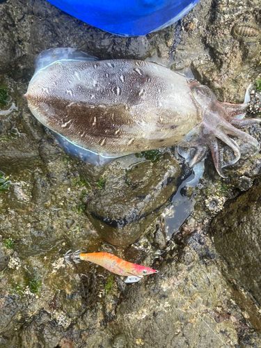 モンゴウイカの釣果