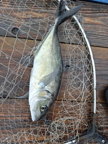 シマアジの釣果