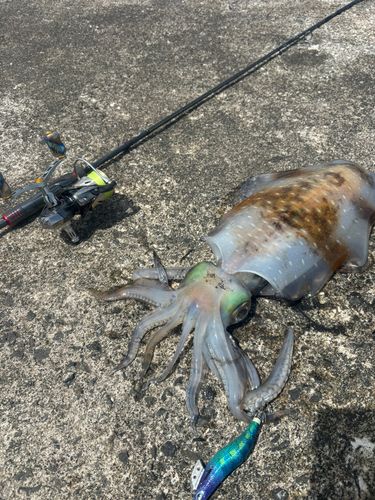 アオリイカの釣果