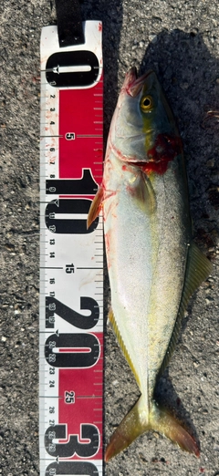 釣果