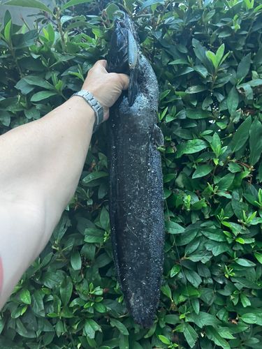 ナマズの釣果