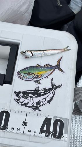 カタクチイワシの釣果