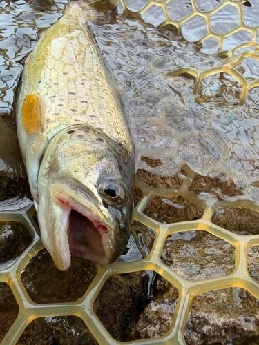 ブラウントラウトの釣果