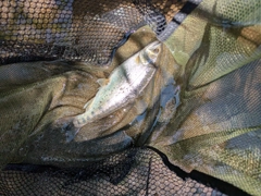 ヤマメの釣果